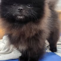 Pomerania adorable después del baño
