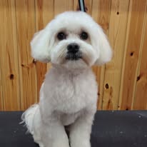 Bichón Maltés con corte a tijera perfecto