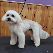 Bichón Maltés arreglado — cuerpo completo